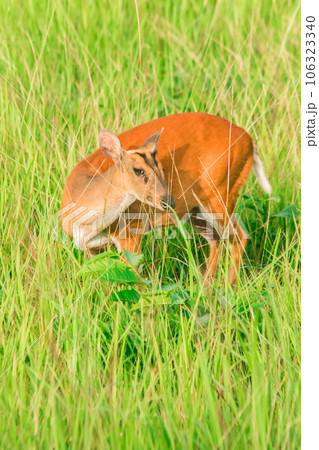red deer fawn on green grass 106323340