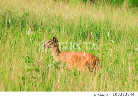 red deer fawn on green grass red deer fawn on green grass 106323344