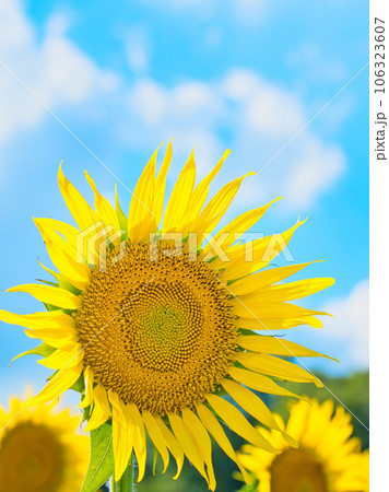 爽やかなひまわりの花 106323607