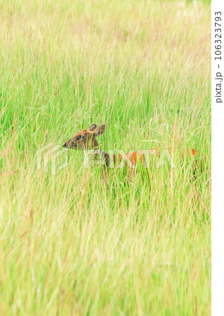 red deer in the field red deer in the field 106323793
