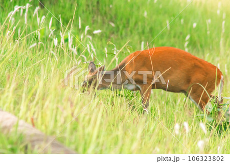 red deer in the field red deer in the field 106323802