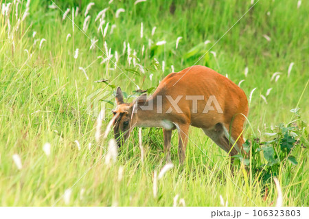 red deer in the field red deer in the field 106323803
