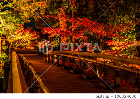 秋の徳川園、紅葉のライトアップ〈愛知県名古屋市〉 106324030