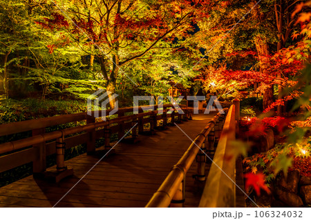 秋の徳川園、紅葉のライトアップ〈愛知県名古屋市〉 秋の徳川園、紅葉のライトアップ〈愛知県名古屋市〉 106324032