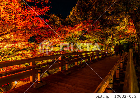 秋の徳川園、紅葉のライトアップ〈愛知県名古屋市〉 106324035