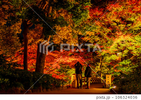 秋の徳川園、紅葉のライトアップ〈愛知県名古屋市〉 106324036