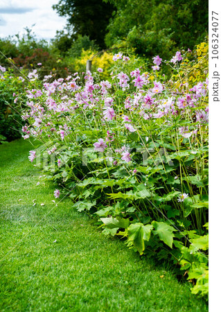 Grape leaf pink anemone flowers in bloom. Beautiful summer garden 106324077