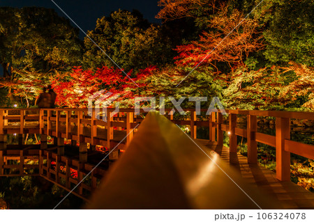 秋の徳川園、紅葉のライトアップ〈愛知県名古屋市〉 106324078