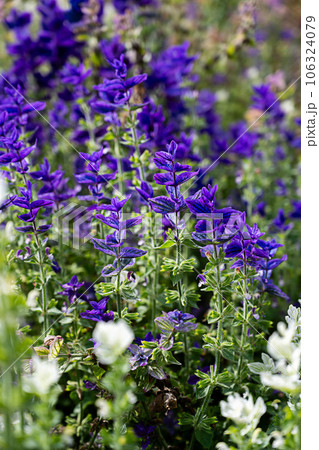 Purple annual Clary or purple topped Sage - bluebeard. 106324079
