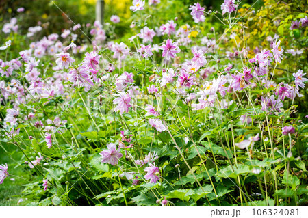 Grape leaf pink anemone flowers in bloom. Beautiful summer garden 106324081