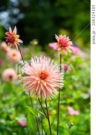 Pink Dahila pinnate or - garden dahlia. Summer garden flowers in bloom. 106324105