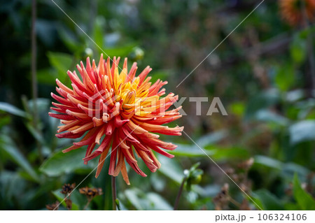 Orange Dahila pinnate or - garden dahlia. Summer garden flowers in bloom. 106324106