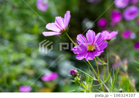 Purple cosmos flowers in the garden, beautiful summer flowers background. 106324107