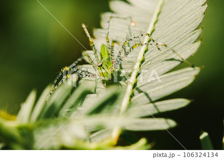 Small green spiders lurk on the leaves waiting to trap their prey Small green spiders lurk on the leaves waiting to trap their prey 106324134