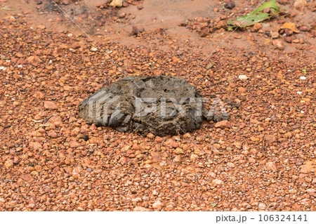 elephant dung on the road because elephants eat excreted excreta in 24 hour elephant dung on the road because elephants eat excreted excreta in 24 hour 106324141