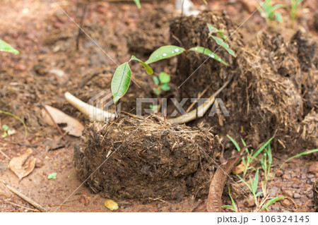 elephant dung on the road because elephants eat excreted excreta in 24 hour 106324145
