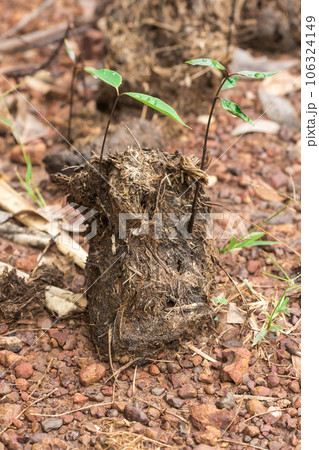 elephant dung on the road because elephants eat excreted excreta in 24 hour 106324149