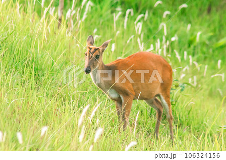 male impala standing in the grass male impala standing in the grass 106324156