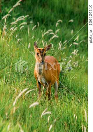 deer in the meadow 106324210