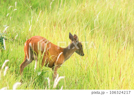 deer in the meadow 106324217