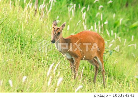 Barking Deer (Muntiacus vaginalis) is a small 106324243
