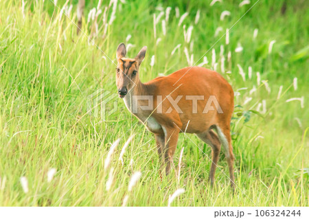 Barking Deer (Muntiacus vaginalis) is a small Barking Deer (Muntiacus vaginalis) is a small 106324244