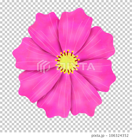 pink cosmos flower isolated on white background pink cosmos flower isolated on white background 106324352