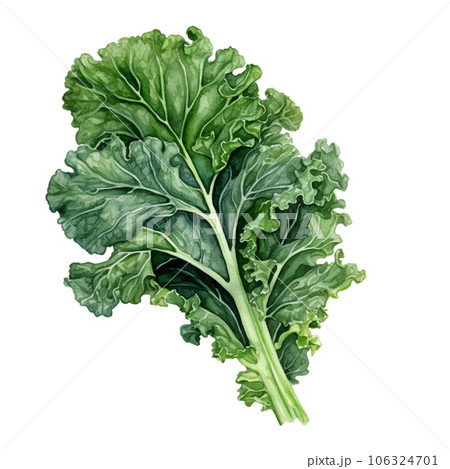 Kale 106324701