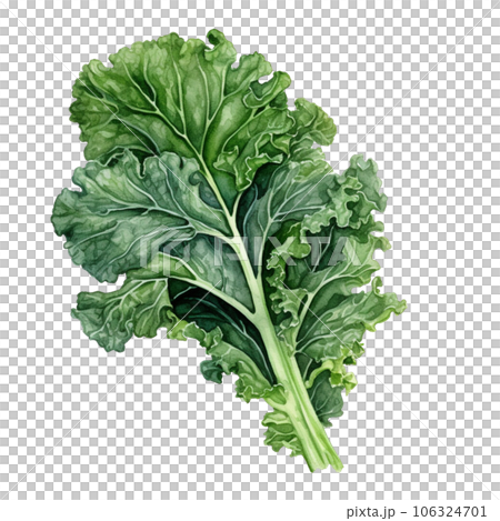 Kale 106324701