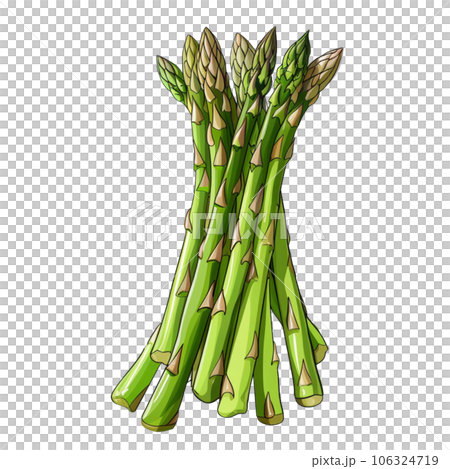 Asparagus 106324719