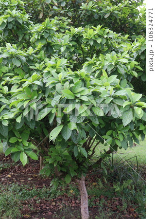Baccaurea motleyana tree on farm 106324771