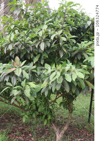 Baccaurea motleyana tree on farm Baccaurea motleyana tree on farm 106324774