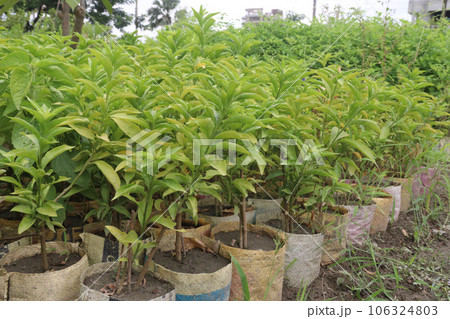 Night-blooming jasmine tree plant on farm Night-blooming jasmine tree plant on farm 106324803