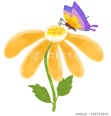 daffodil flower isolated on white background 106324842