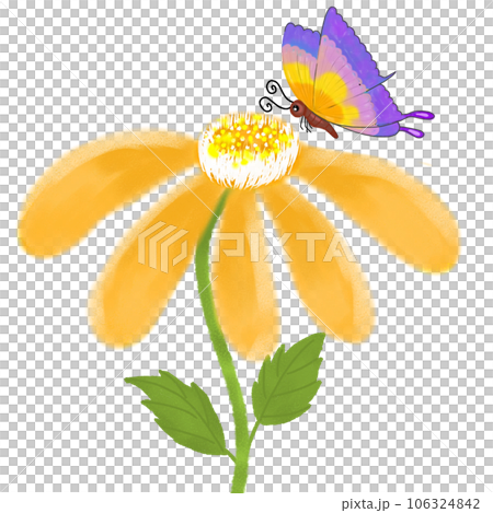 daffodil flower isolated on white background 106324842