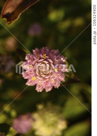 Gomphrena globosa. Red and white spherical flowers in the summer garden. Multicolored background blur. Gomphrena globosa. Red and white spherical flowers in the summer garden. Multicolored background blur. 106324900