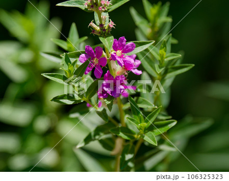 湿地性植物ミソハギの花 106325323