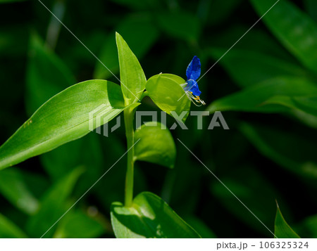 雨の合間に ツユクサの青い花 雨の合間に ツユクサの青い花 106325324