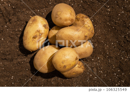 Potatoes in the field being illuminated by sunlight. 106325549