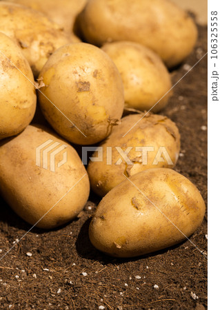 Potatoes in the field being illuminated by sunlight. Potatoes in the field being illuminated by sunlight. 106325558