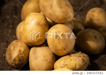 Potatoes in the field being illuminated by sunlight. Potatoes in the field being illuminated by sunlight. 106325561