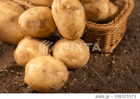 Potatoes in the field being illuminated by sunlight. Potatoes in the field being illuminated by sunlight. 106325571