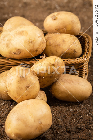 Potatoes in the field being illuminated by sunlight. 106325572