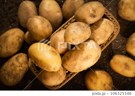 Potatoes in the field being illuminated by sunlight. 106325586