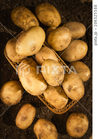Potatoes in the field being illuminated by sunlight. Potatoes in the field being illuminated by sunlight. 106325588