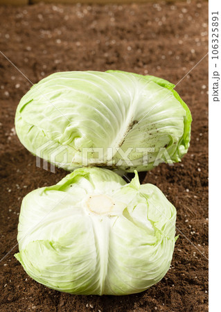 Cabbages in the field being illuminated by sunlight. Cabbages in the field being illuminated by sunlight. 106325891