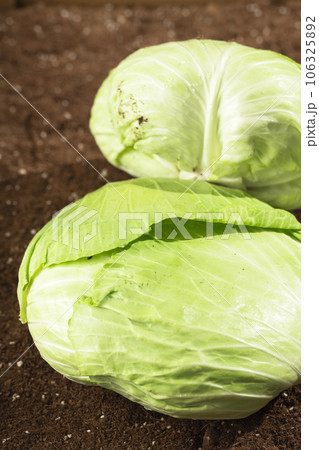 Cabbages in the field being illuminated by sunlight. Cabbages in the field being illuminated by sunlight. 106325892