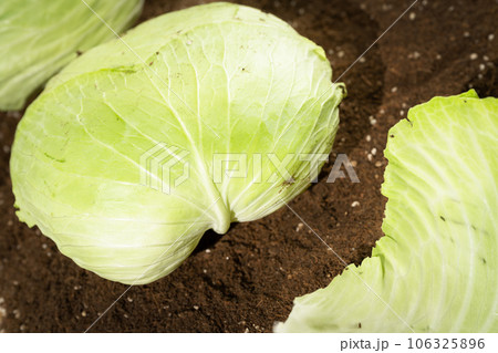Cabbages in the field being illuminated by sunlight. Cabbages in the field being illuminated by sunlight. 106325896