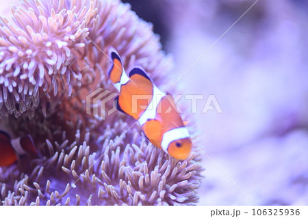 カクレクマノミとイソギンチャク 106325936