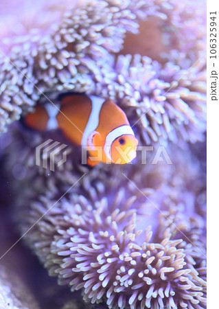 カクレクマノミとイソギンチャク カクレクマノミとイソギンチャク 106325941